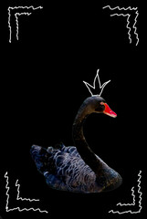 Art portrait. The black swan symbolizes a high level of personal power. Personal strength means our...