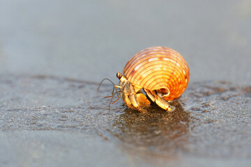 Hermit crab on a sandy beach