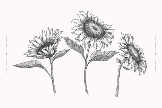 Set of hand-drawn sunflower inflorescence in engraving style. Vintage botanical image of a garden plant for a floral background. Vector illustration for shop design, packaging, postcards, books.