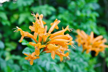 Fototapeta premium orange tiger lilly. Wild growing Tiger Lillies in orange with spots also known as Lilium. 