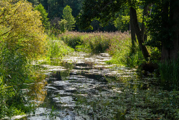 Letnia bujna roślinność nad rzeką Supraśl, Podlasie, Polska © podlaski49