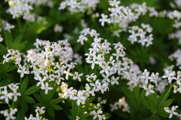 Galium odoratum przytulia wonna marzanka wonna