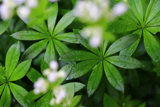 Galium odoratum przytulia wonna marzanka wonna