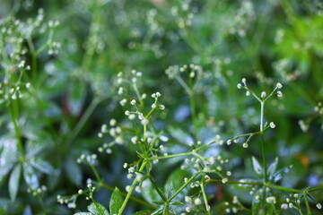 Galium odoratum przytulia wonna marzanka wonna