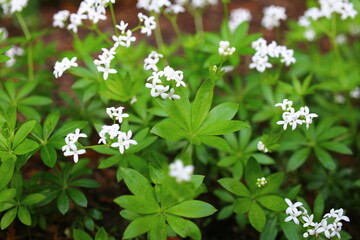Galium odoratum przytulia wonna marzanka wonna