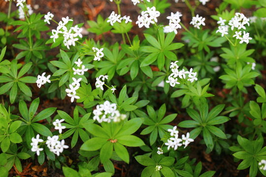 Galium odoratum przytulia wonna marzanka wonna