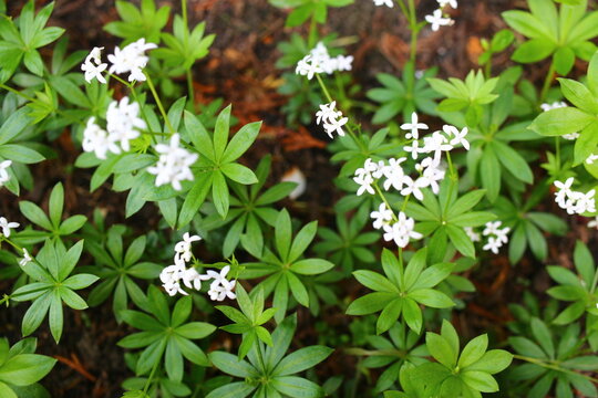 Galium odoratum przytulia wonna marzanka wonna