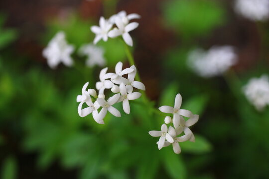 Galium odoratum przytulia wonna marzanka wonna