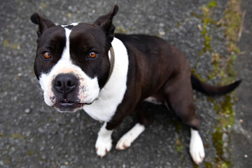 pit bull dog sitting on the asphalt staring at the camera. adorable, one more member of the family. adopt.