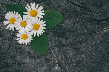 Obraz premium Top view on still life with bouquet of summer wild camomile flowers. Close up of wildflowers on dark vintage wooden table. Rustic background with copy space.