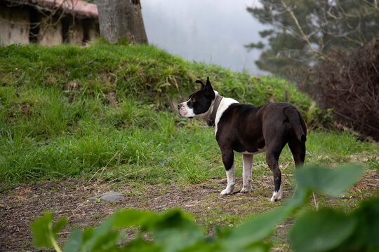 Black and white Pit bull with undocked tail and ears. In the garden at home standing guard looking at the horizon. One more member of the family.