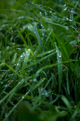 water drops on green natural leave. Ross drops in green grass, bright bokeh.