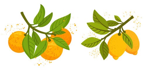 Orange and lemon tree branches with fruits and leaves isolated on white background. Fresh citrus. Exotical tropical plant. Modern design for card, package, logo, web or print. Flat vector illustration