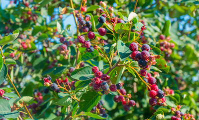 Sweet purple shadberry berries are spiced on a bush in the forest or in the garden in summer in the sunlight and glare. High quality photo