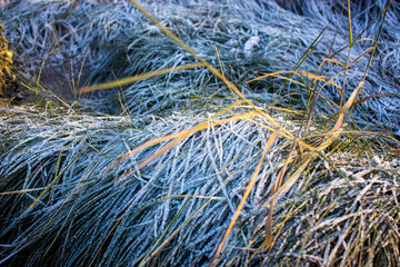 winter background, dry grass covered with frost in winter. High quality photo