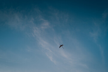 Fototapeta premium Flamingo flying