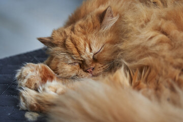 cute sleeping ginger cat on a gray sofa