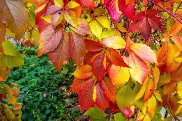  Parthenocissus quinquefolia, known as Virginia creeper, Victoria creeper, five-leaved ivy. Red foliage background red wooden wall. Natural background. High quality photo