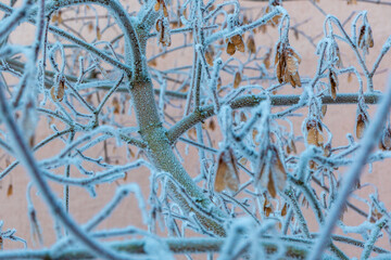 A maple branch covered with frost from the frost on a winter day. High quality photo