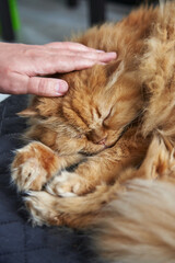 hand stroking a cute sleeping ginger fluffy persian cat on a gray sofa