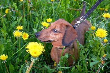 Mini dachshund among grass and dandelions. Dachshund walking in a field among green grass and...