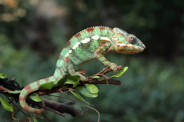Foto op Canvas The Panther Chameleon (Furcifer pardalis) is a species of chameleon from Madagascar. © Lauren