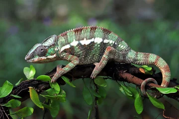 Zelfklevend Fotobehang The Panther Chameleon (Furcifer pardalis) is a species of chameleon from Madagascar. © Lauren