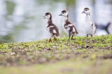 Obraz premium Gänseküken im Park