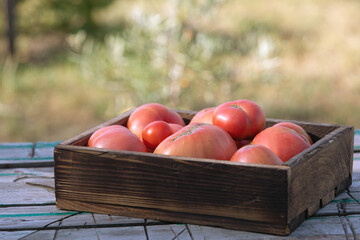 Harvest tomato in wooden box on natural background. Fresh organic pink tomatoes fruit in farm garden.
