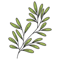 Olive oil label or logo for a farmer's shop or market. Olive branch with leaves. Retro emblem of organic olive oil vector illustration isolated on white background.