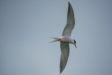 Common tern (sterna hirundo) in natural habitat