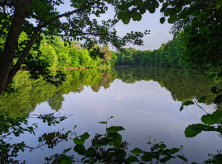 still water pond view through tree branches
