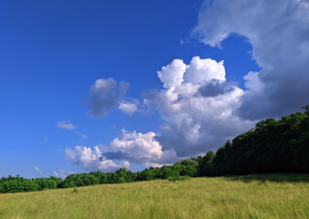 clouds in the blue sky near the edge of the forest