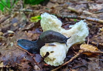 2 snails eat a mushroom