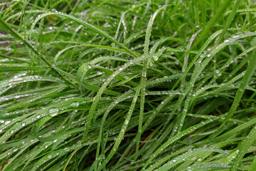 green lush grass with water drops