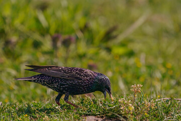 Common Starling (Sturnus vulgaris) feeding on grass