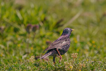 Common Starling (Sturnus vulgaris) feeding on grass