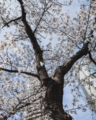 満開の桜