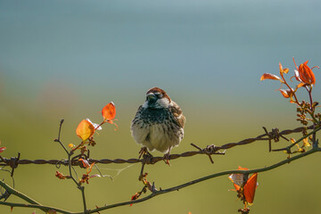 Çit teliüzerinde tünemiş Spanish Sparrow (Passer hispaniolensis)