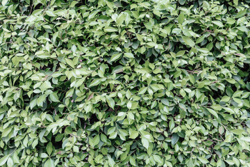 Green leaves texture, summer background. Natural green pattern.