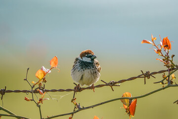 Çit teliüzerinde tünemiş Spanish Sparrow (Passer hispaniolensis)