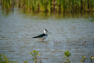 Obraz premium Black-winged Stilt (Himantopus himantopus) walking in the lake