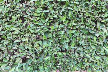 Green leaves, summer background. Natural green texture.