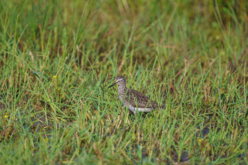 Wood Sandpiper (Tringa glareola) feeding on swamp