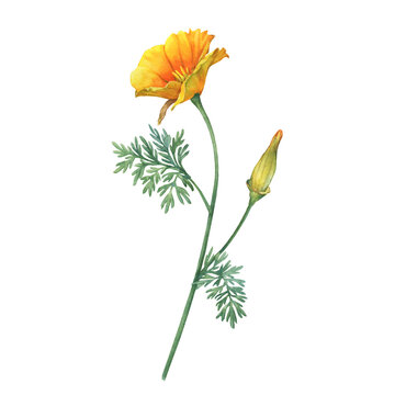 Branch with golden California sunlight flower (Eschscholzia, cup of gold, tufted desert gold poppy, Mojave poppy). Watercolor hand drawn painting illustration, isolated on white background