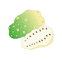The fruit of noni (morinda) is whole and in section. Vector illustration on a white background