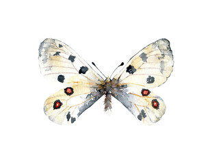 Hand-drawn watercolor Apollo butterfly moth illustration. Insect animal drawing isolated on white background