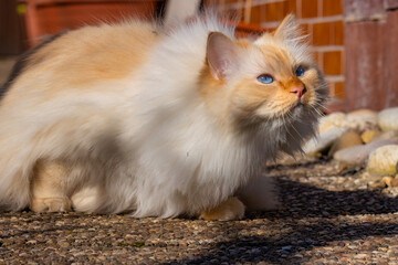Naklejka na ściany i meble Cute fluffy blue-eyed cat sitting on a path and looking bewildered