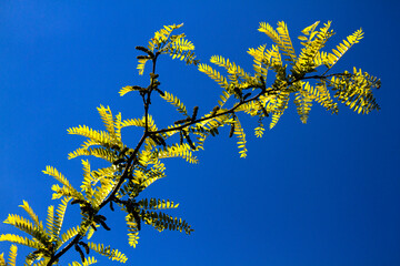 yellow leaves against blue sky