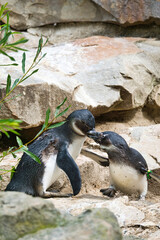 kissing penguin. black and white birds as couple on land. animal photo close up.